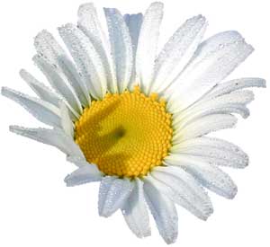 Oxeye Daisy